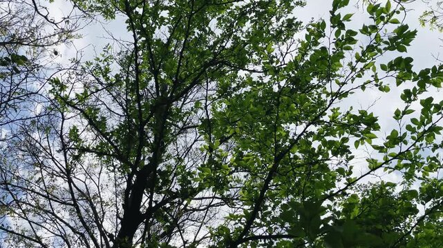 【自然】風に揺れる公園の木々と木漏れ日と太陽光が差し込む風景 - Park Landscape with Trees, Sunlight, Wind and Dappled Light