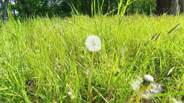 【自然】風に揺れるタンポポの綿毛と草原 - Dandelion Seeds and Swaying Grass in the Wind