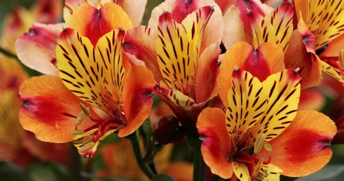 Alstroemeria aurea also known as Alstroemeria pulchella. 