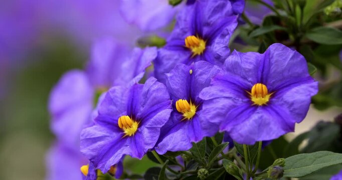 Solanum laciniatum also known as poroporo or bullibulli