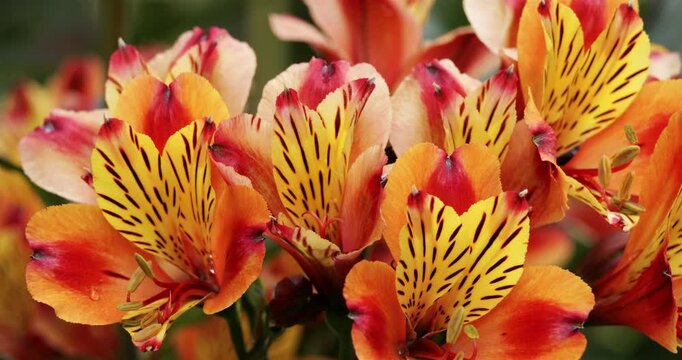 Alstroemeria aurea also known as Alstroemeria pulchella. 