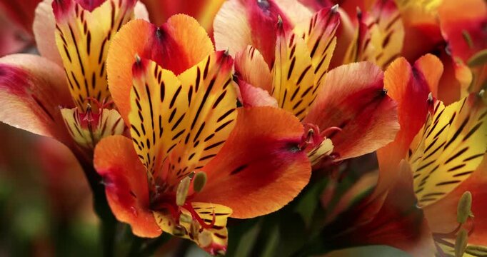 Alstroemeria aurea also known as Alstroemeria pulchella. 