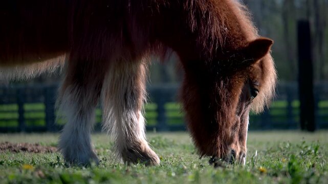 Medium shot horses in the paddock eat grass. Slow motion 4K