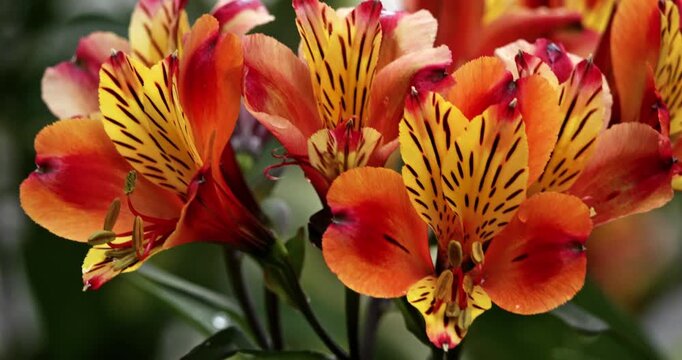 Alstroemeria aurea also known as Alstroemeria pulchella. 