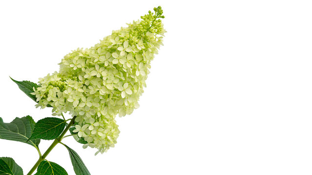 Greenish white hydrangea paniculata flower branch with leaves isolated on transparent background