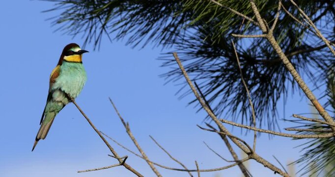 Couple of European bee eaters (Merops apiaster), perched on branches. The Camargue, Southern France.