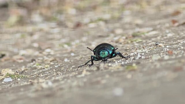 

Metallic green beetle, a cornfield pest crawling on the ground, macro shot  #001
옥수수밭 해충으로 알려진 메탈릭 빛깔의 풍뎅이 정면 접사 영상 #001
