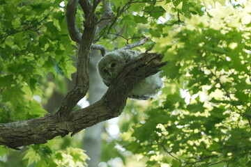 Fototapeta premium Ural Owl Owlet Perched on a Tree Branch in Fresh Green Forest