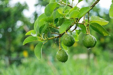 Fototapeta premium Vibrant peaceful nature scene showing fresh wet green avocado hanging from branch with leaf in lush orchard garden after gentle rain offering refreshing organic agricultural feeling