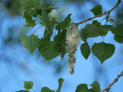 Cottonwood Seeds and White Fluff Hanging From Tree Branch in Colorado