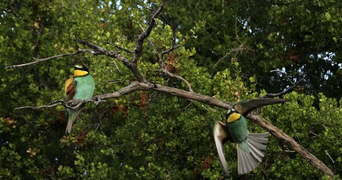 Couple of European bee eaters (Merops apiaster), perched on branches. The Camargue, Southern France.