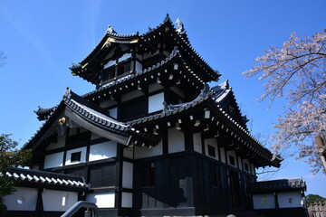 Naklejka premium 新潟県 上越市の高田城址公園の桜