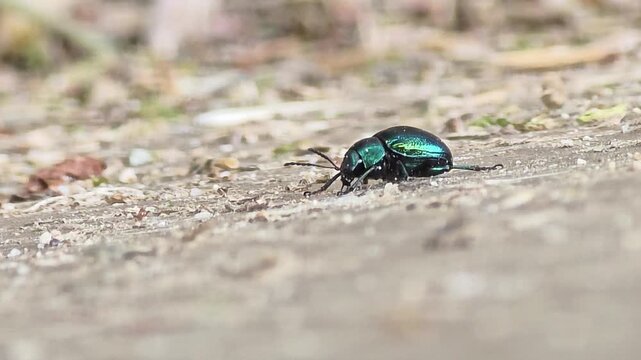 
Metallic green beetle, a cornfield pest crawling on the ground, macro shot  #002
옥수수밭 해충으로 알려진 메탈릭 빛깔의 풍뎅이 정면 접사 영상 #002

