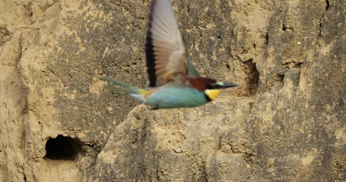 European bee eater (Merops apiaster), preparing the nest. The Camargue, Southern France.