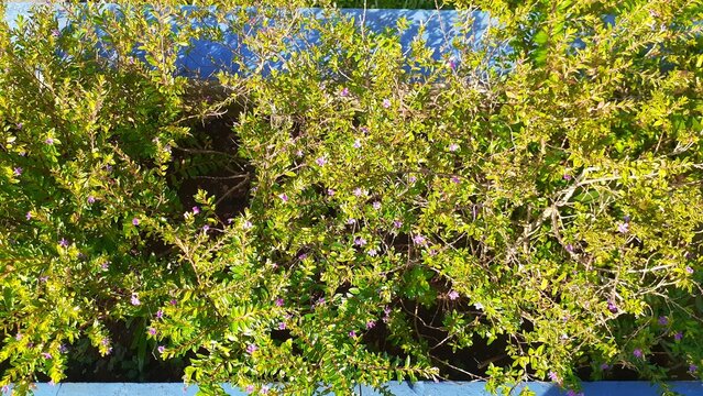 Beautiful Cuphea hyssopifolia flowers in the garden. Also known as the false heather, Mexican heather, Hawaiian heather or elfin herb, Taiwan beauty.