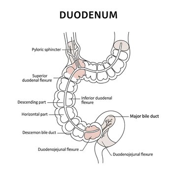 Anatomical diagram of human duodenum with labels.