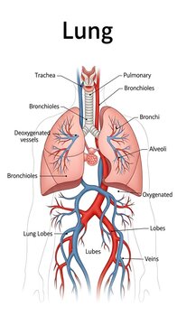 Detailed anatomical diagram of human lungs and bronchial system.