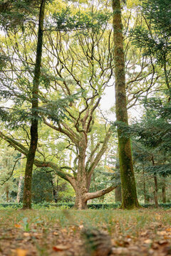 Majestic old growth tree in Kyoto Imperial Palace Park beneath bright natural summer light, Kyoto, Japan 