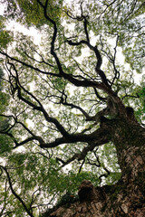 Fototapeta premium Looking upward at massive ancient tree in Kyoto with twisting branches and dense green canopy against bright sky, Kyoto, Japan 