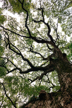 Looking upward at massive ancient tree in Kyoto with twisting branches and dense green canopy against bright sky, Kyoto, Japan 