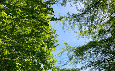 Fototapeta premium Trees and foliage in bright sunlight in springtime, Almere, Flevoland, Netherlands, May 24, 2026