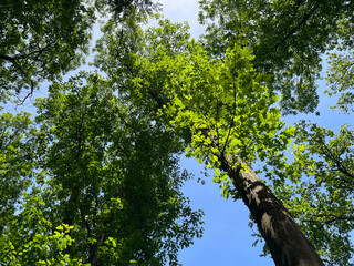 Fototapeta premium Trees and foliage in bright sunlight in springtime, Almere, Flevoland, Netherlands, May 24, 2026