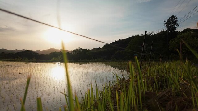 Traditional rice fields, rice growing in mountains in Japan, beautiful countryside landscape at golden hour