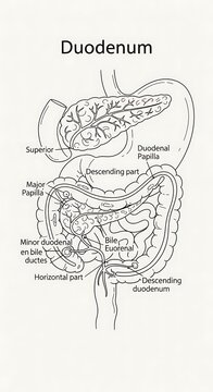 Anatomical diagram of the human duodenum structure.