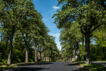 Obraz premium Stockholm, Sweden A leafy oak lined street in the Bromma suburb.