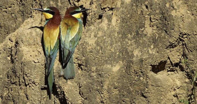 Couple of European bee eaters (Merops apiaster), preparing their nest. The Camargue, Southern France.