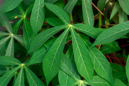 green leaves background. Cassava Leaves. Green Cassava Leaves. Cassava Leaves Background. Cassava Leaves Plant or Daun Singkong.