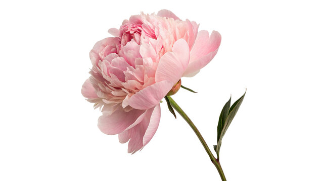 Single delicate pink peony flower stem blossom with leaves isolated on transparent background cut out