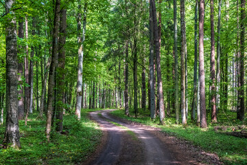 Fototapeta premium Winding dirt road on red hiking trail through spring mixed forest in Bialowieza Forest, Poland