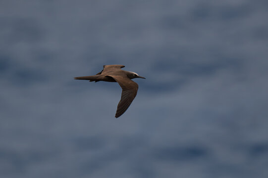 Brown Noddy Flying over Deep Blue Sea