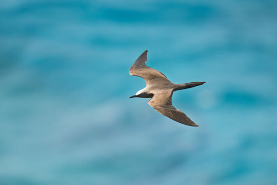 Brown Noddy Gliding Gracefully above the Sea