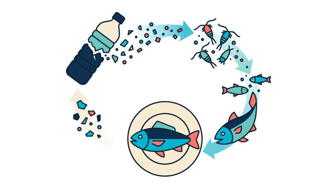 Vector illustration showing the cycle of microplastics from plastic bottle pollution to fish on a plate. EPS Editable. Vector Illustrations.