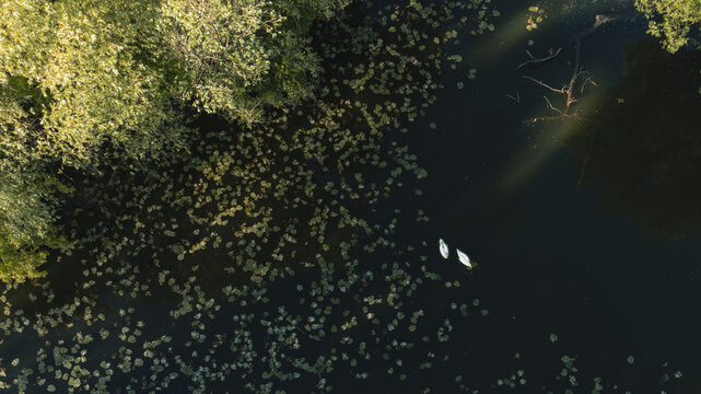 Aerial view of two white swans swimming among water lilies on a dark pond near Pot Na Debni Vrh Ljubljana, Ljubljana, Slovenia.