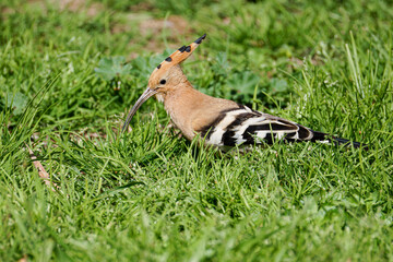 Eurasian hoopoe Upupa epops resting on green grass in sunlight, showing orange crest and black-and-white striped wings, natural wildlife outdoor scene. © Michael