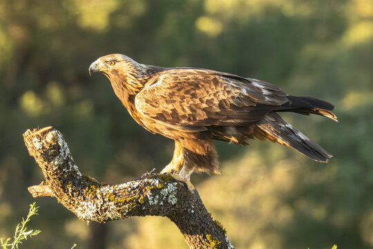 Steinadler