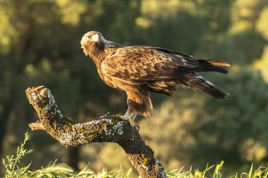 Steinadler