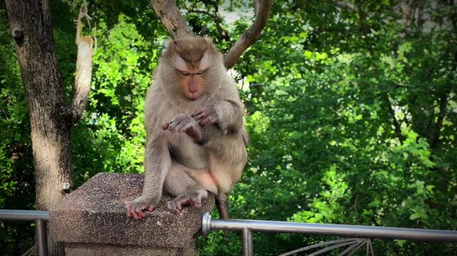 A macaque sits on a concrete pole against a backdrop of dense green foliage, shooing away insects, scratching its paw and head, and attentively observing its surroundings at a park in Phuket, Thailand