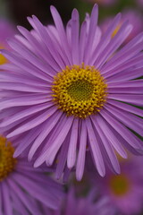 Fototapeta premium Vibrant pink Alpine Aster flower close up with bright yellow central disc blooming in spring garden