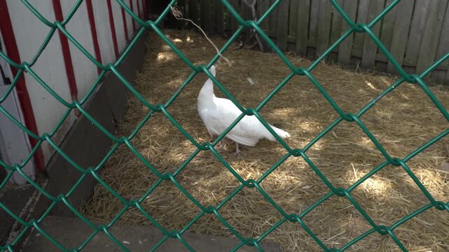 A rare white peacock stands on a bed of hay inside a fenced enclosure, viewed through a green chain-link fence
