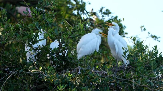 Great egret fledglings tussling atop a tree