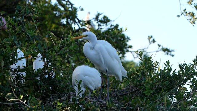 Great egret fledglings in a tree