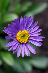 Obraz premium Macro photograph of a vibrant purple alpine aster flower with a bright yellow central disc and delicate violet petals blooming in a garden