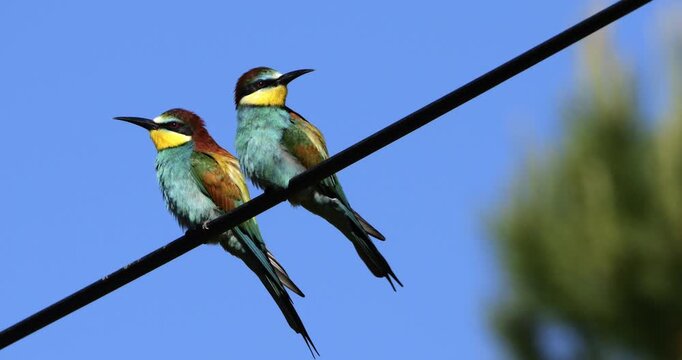 Couple of European bee eaters (Merops apiaster), perched against the blue sky, The Camargue, Southern France.