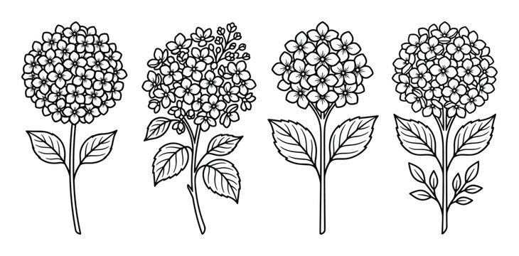 Hand drawn hydrangea flowers with leaves botanical graphics