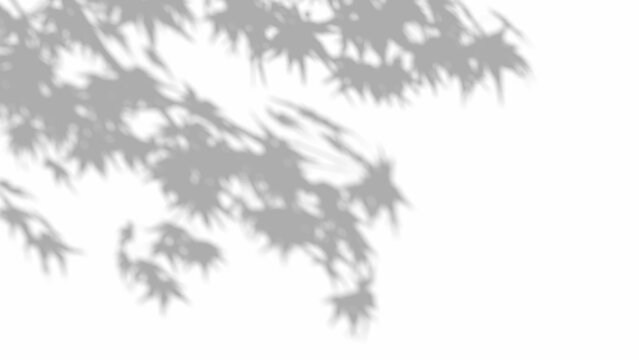 Maple leaf shadow overlay effect on transparent background