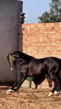 Powerful black horse rearing on hind legs near a brick wall.